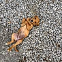 puppy, dog, brown, lying_down, gravel, outdoor, cute, animal, pet, small, young, fur, ground, playful, adorable, looking_up, paws, nature, resting, curious