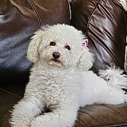 Bailey is registered to the contest to win money with this photo: animal, bow, companion, cozy, curly_fur, cute, dog, ears, fluffy, fur, home, indoor, leather_couch, lying_down, nose, paw, pet, pink_bow, relaxed, white_dog