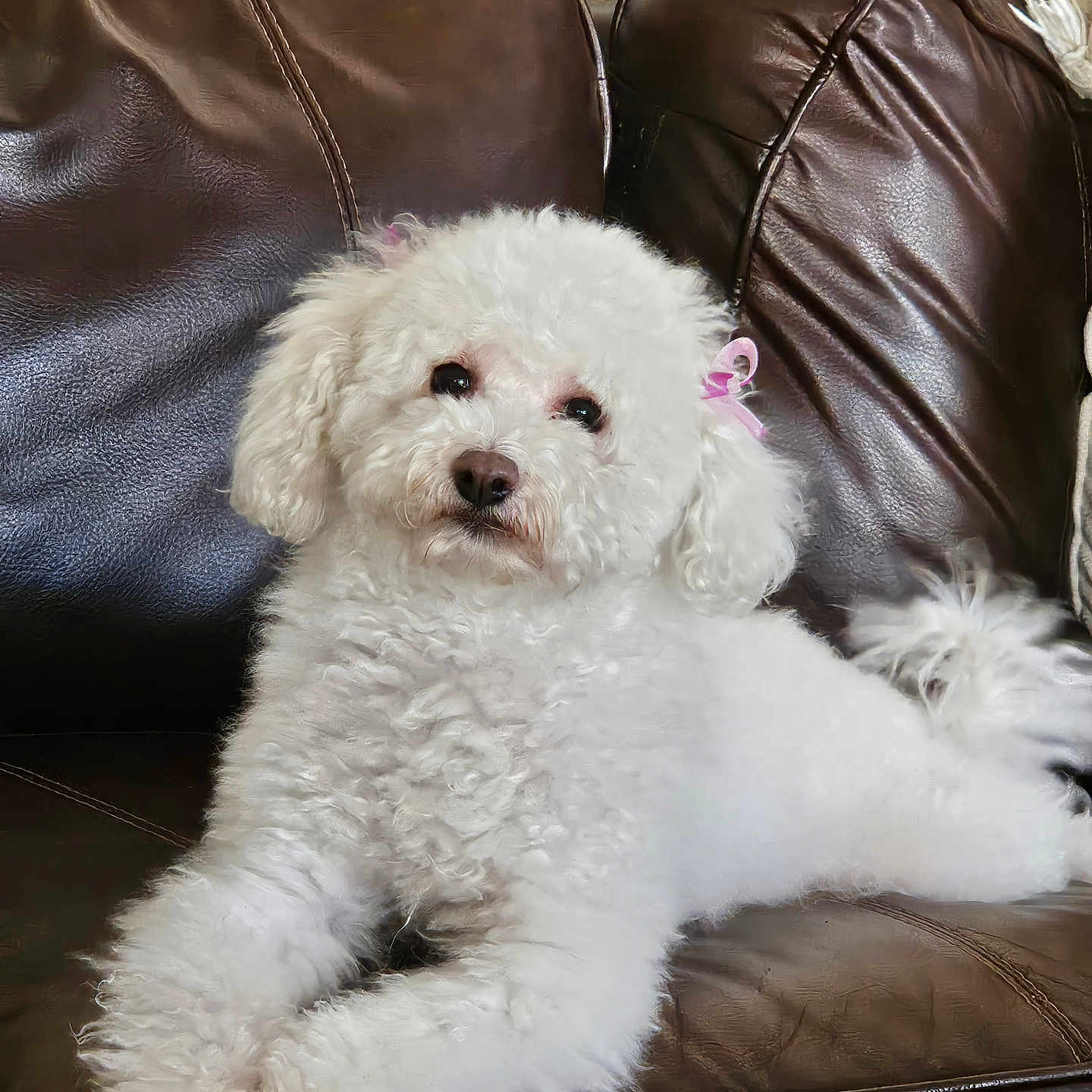 Bailey is registered to the contest to win money with this photo: animal, bow, companion, cozy, curly_fur, cute, dog, ears, fluffy, fur, home, indoor, leather_couch, lying_down, nose, paw, pet, pink_bow, relaxed, white_dog