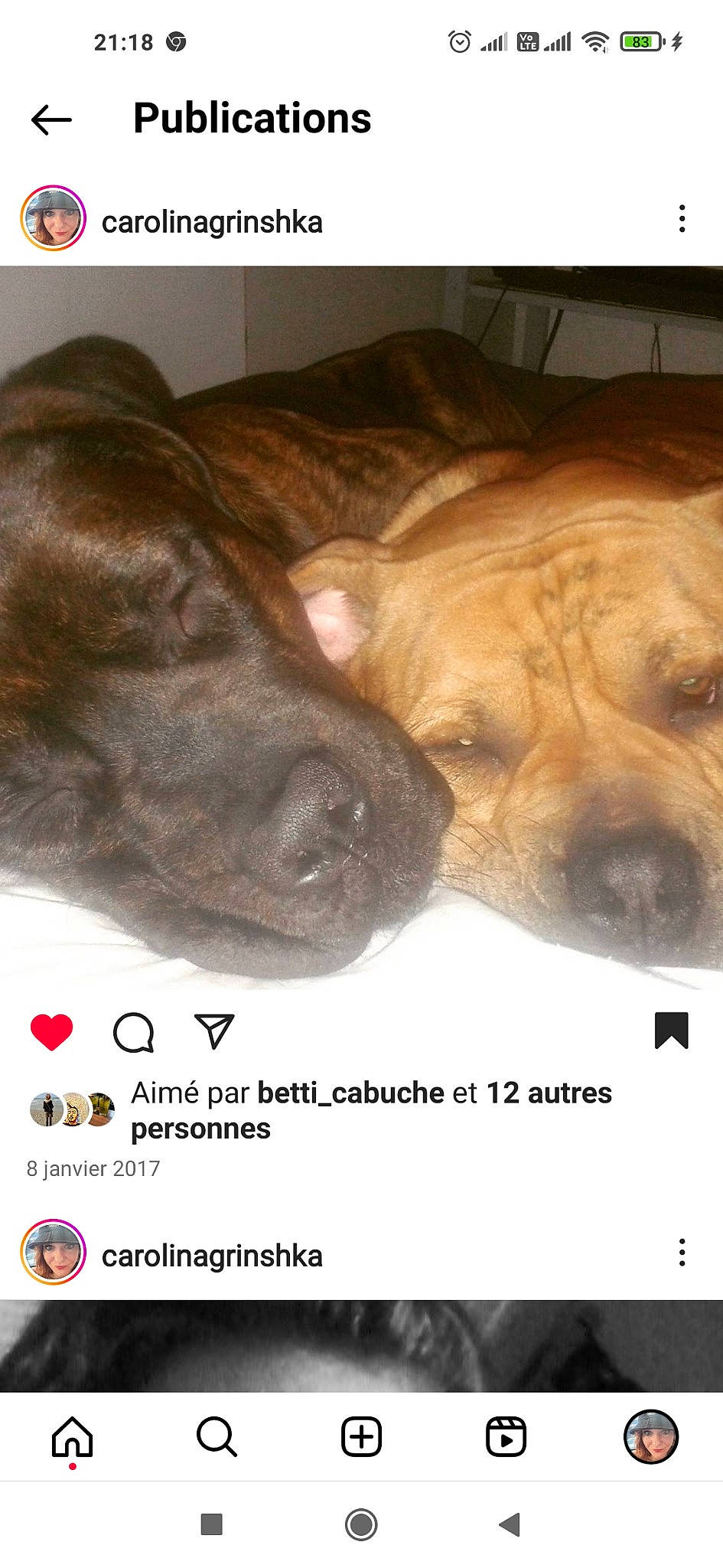 Colt a rejoint le concours — aidez-le/la à gagner de superbes lots ! canidae, carnivore, companion_dog, dog, dog_breed, dog_supply, ear, fawn, font, fur, gesture, liver, paw, photo_caption, puppy, snout, sporting_group, whiskers, working_animal, wrinkle