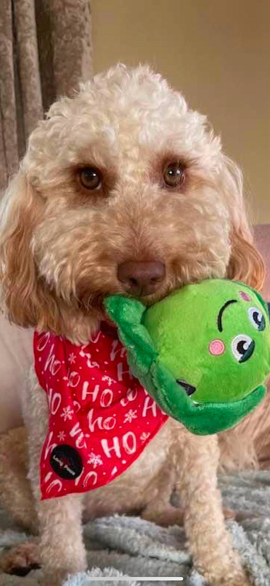 Bubble joined the competition — help win amazing prizes! carnivore, companion_dog, dog, dog_breed, dog_clothes, dog_collar, dog_supply, dog_toy, fur, happy, pet_supply, plush, poodle, snout, sporting_group, stuffed_toy, terrier, toy, toy_dog, water_dog