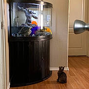 Luna joined the competition — help win amazing prizes! cat, kitten, fish_tank, goldfish, aquarium, wooden_floor, indoor, curious, pet, animal, tank_decor, tree_decoration, reflection, wall, door, furniture, flooring, home, domestic, young_cat