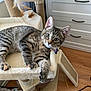 cat, kitten, tabby, cat_tree, indoor, pet, feline, fur, whiskers, ears, curious, toy, feather, wooden_floor, drawer, furniture, relaxed, animal, domestic, looking