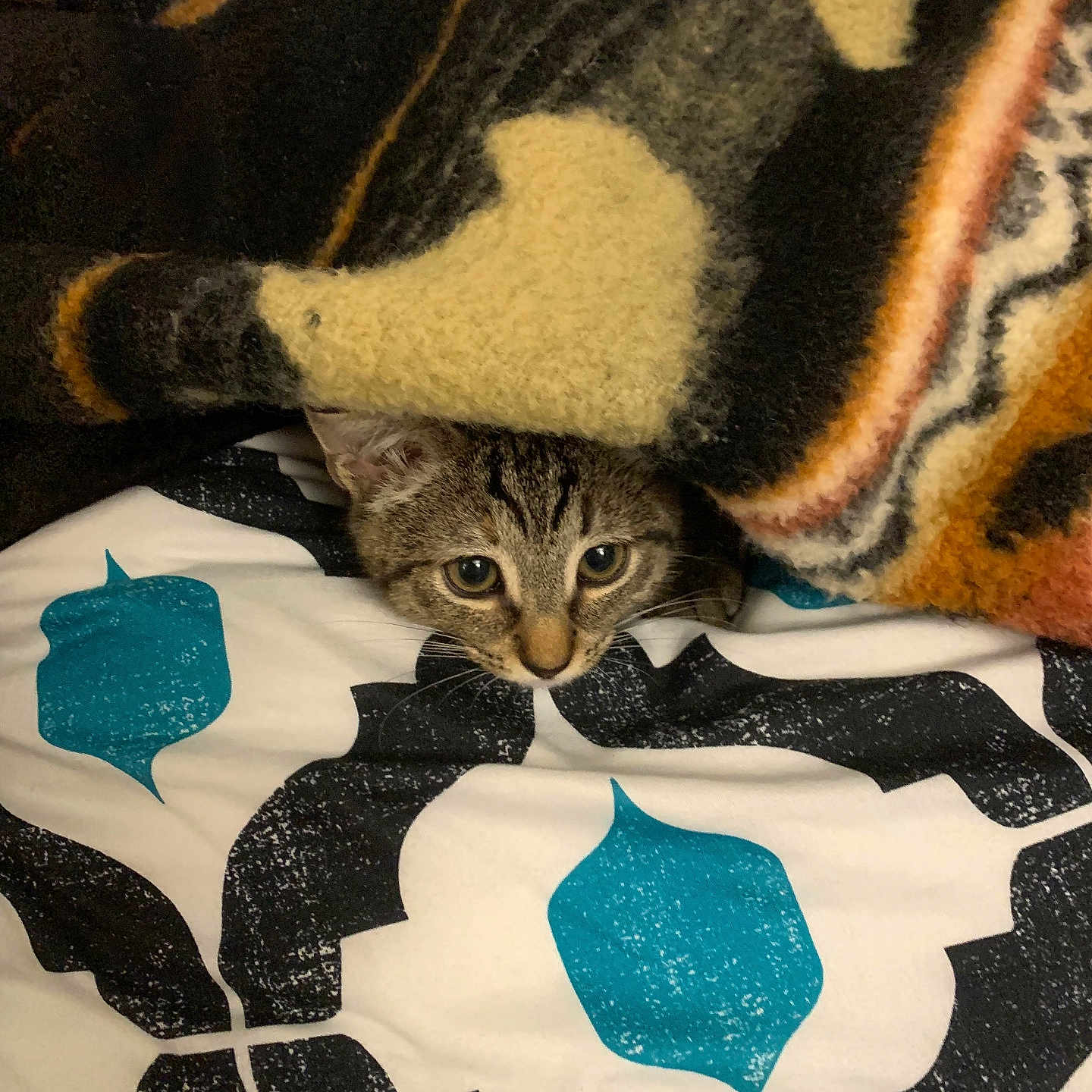 Luna is registered to the contest to win money with this photo: animal, bed, bedding, blanket, cat, comfy, cozy, curious, cute, domestic, eyes, fur, indoor, kitten, pattern, peeking, pet, resting, small, tabby