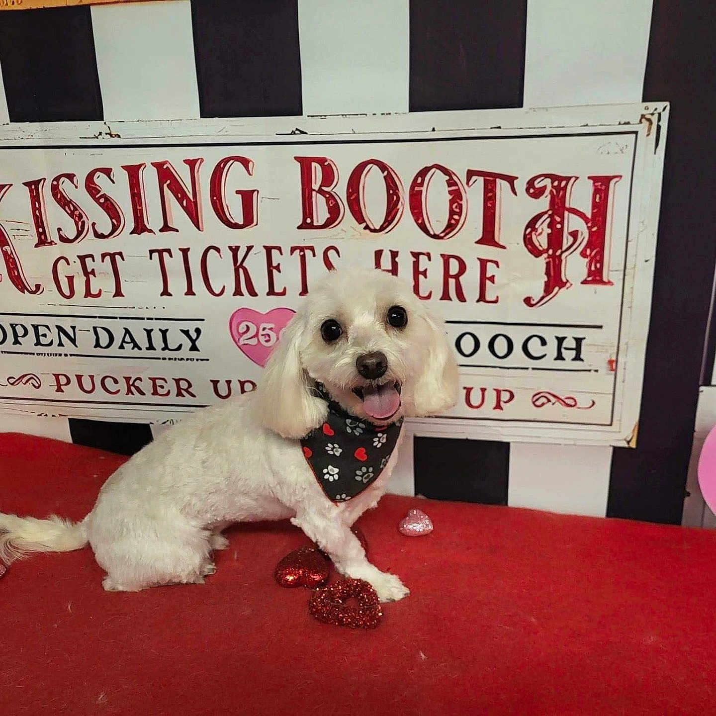 Bentley is registered to the contest to win money with this photo: animal, architecture, building, canine, clapperboard, dog, envelope, face, furniture, greetingcard, head, mail, outdoors, person, pet, photography, poodle, portrait, puppy, text