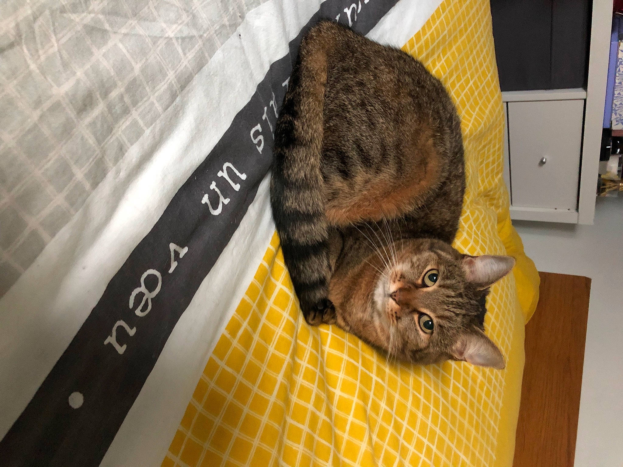 Praline participe au concours pour gagner de l'argent avec cette photo : black_cat, cabinetry, carnivore, cat, claw, domestic_short_haired_cat, fawn, felidae, flooring, fur, hardwood, mammal, pattern, room, small_to_medium_sized_cats, snout, tail, terrestrial_animal, whiskers, wood