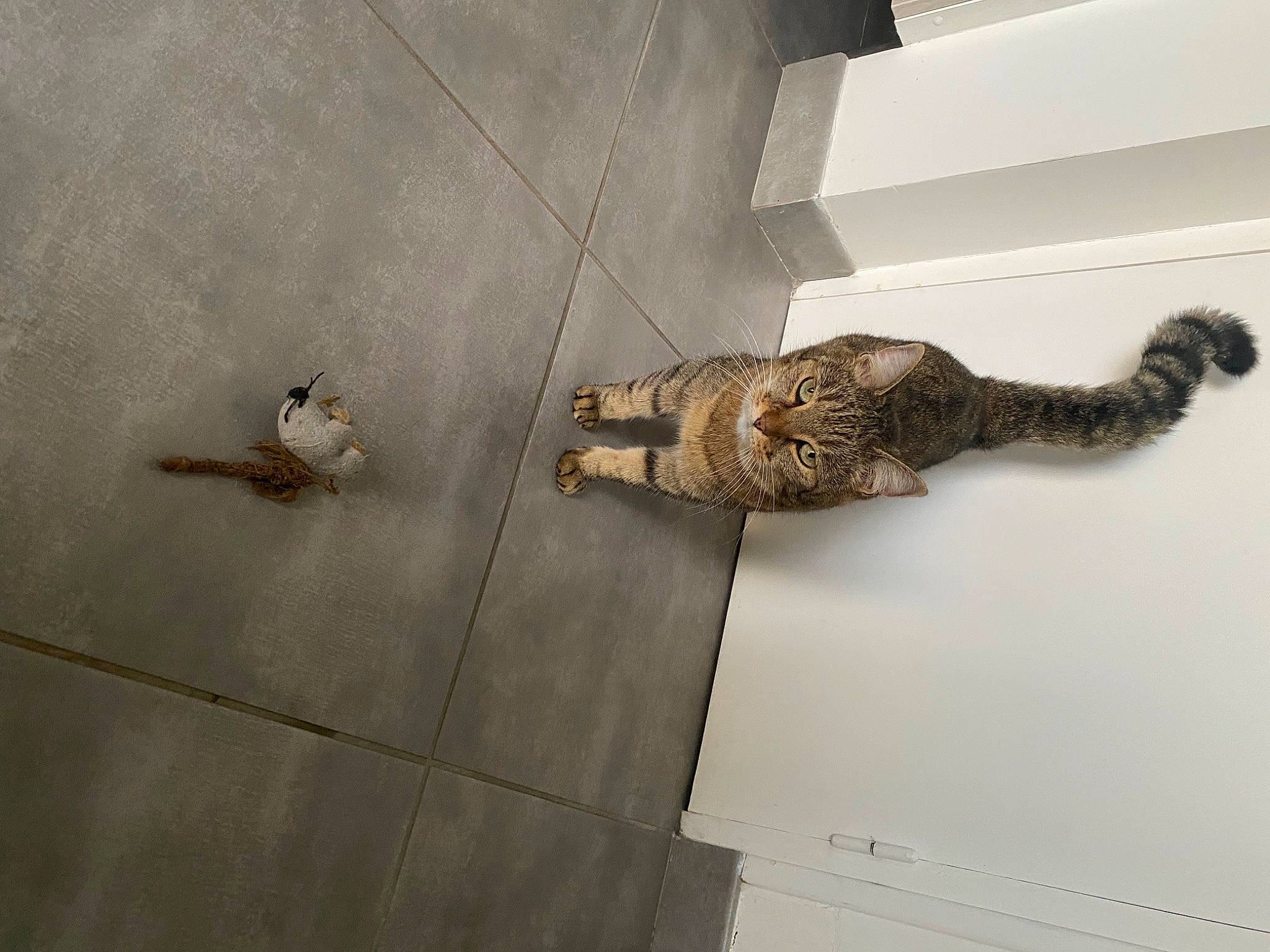 Pralinette participe au concours pour gagner de l'argent avec cette photo : art, artifact, ceiling, composite_material, concrete, door_handle, felidae, floor, flooring, hardwood, metal, room, sculpture, shadow, shotgun, tail, tile, wood