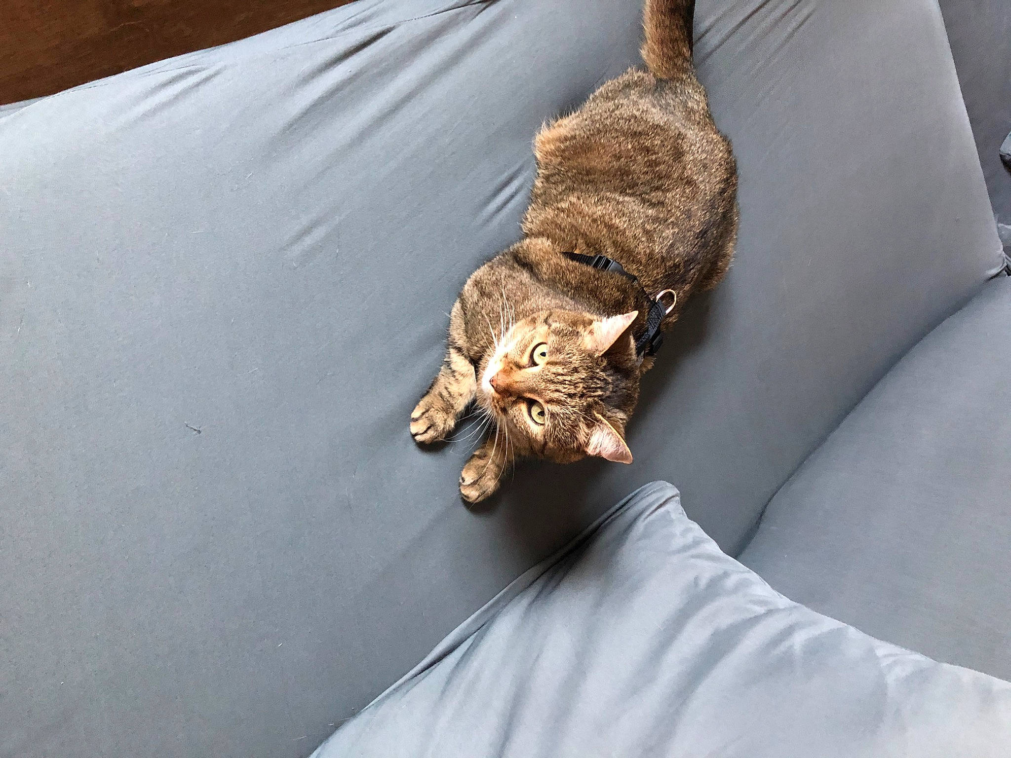 Pralinette a rejoint le concours — aidez-le/la à gagner de superbes lots ! bed, bedding, canidae, carnivore, cat, claw, comfort, couch, domestic_short_haired_cat, fawn, felidae, fur, linens, small_to_medium_sized_cats, tail, terrestrial_animal, toy, whiskers, wildlife, wood