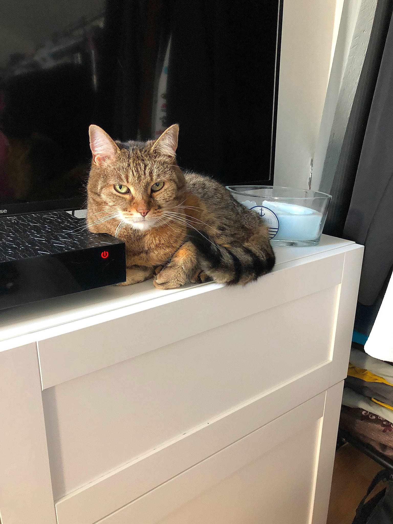 Pralinette a rejoint le concours — aidez-le/la à gagner de superbes lots ! carnivore, cat, computer_keyboard, desk, domestic_short_haired_cat, felidae, fur, hardwood, home_appliance, input_device, room, small_to_medium_sized_cats, tail, whiskers
