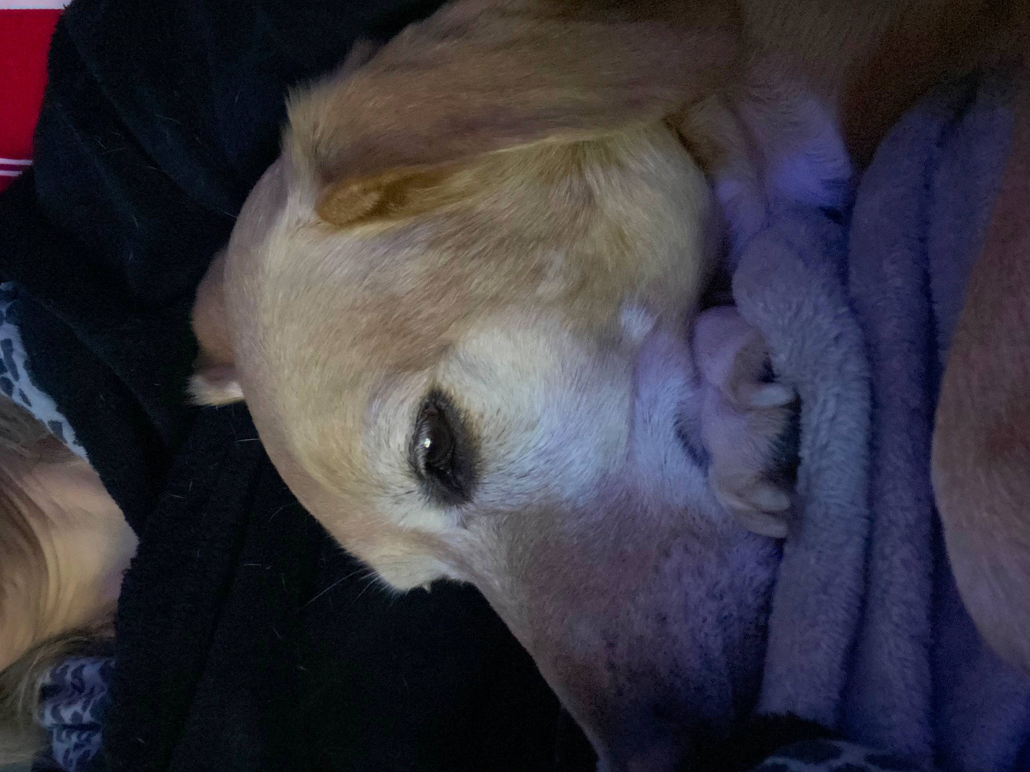 Folly participe au concours pour gagner de l'argent avec cette photo : canidae, carnivore, comfort, companion_dog, dog, dog_breed, ear, fawn, fur, jaw, nap, non_sporting_group, puppy, snout, sporting_group, terrestrial_animal, toy_dog, whiskers, working_animal, wrinkle