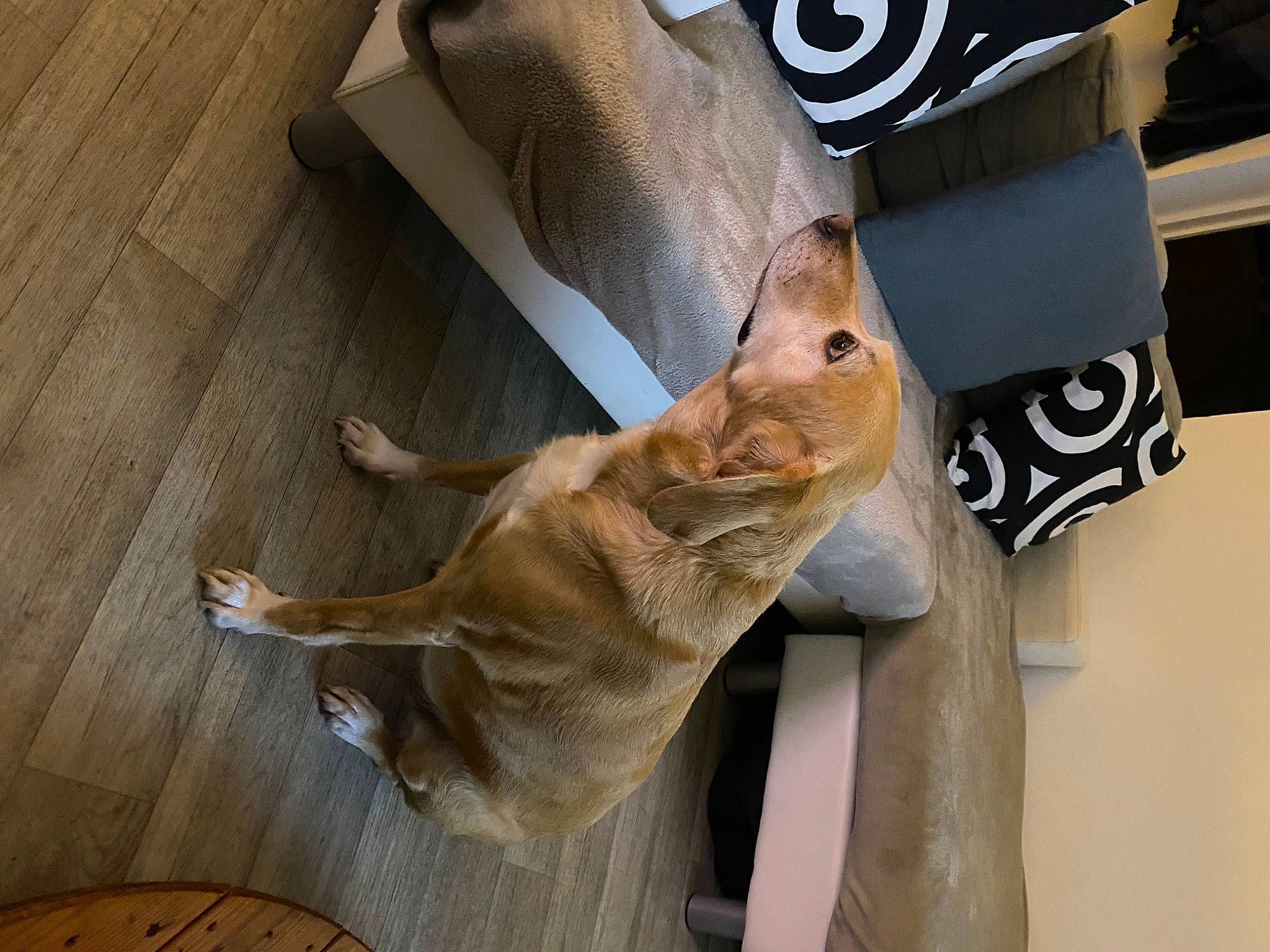 Folly a rejoint le concours — aidez-le/la à gagner de superbes lots ! carnivore, comfort, companion_dog, dog, domestic_short_haired_cat, fawn, felidae, flooring, fur, hardwood, human_leg, small_to_medium_sized_cats, snout, sporting_group, tail, varnish, whiskers, wood, wood_stain, working_animal