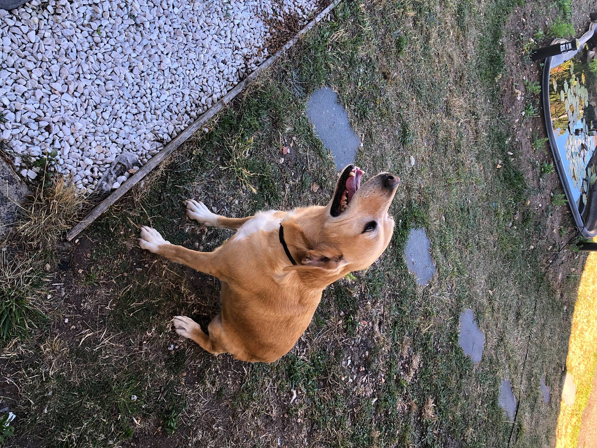 Folly a rejoint le concours — aidez-le/la à gagner de superbes lots ! canidae, carnivore, collar, companion_dog, dog, dog_breed, dog_collar, fawn, grass, guard_dog, leash, paw, pet_supply, road_surface, shadow, snout, sporting_group, tail, working_animal, working_dog