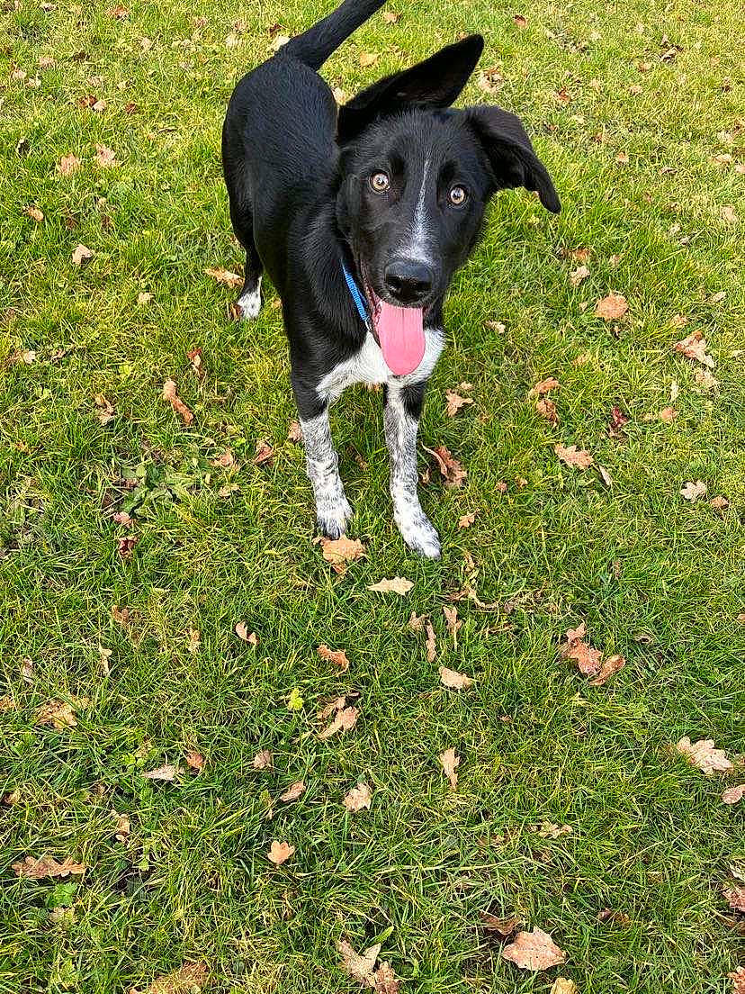 Tazz a rejoint le concours — aidez-le/la à gagner de superbes lots ! borador, canidae, carnivore, companion_dog, dog, dog_breed, grass, grassland, groundcover, herbaceous_plant, lawn, people_in_nature, plant, sporting_group, tail, terrestrial_animal, working_animal