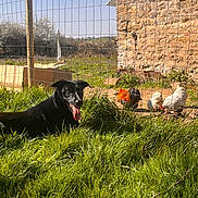 Tazz participe au concours pour gagner de l'argent avec cette photo : dog, grass, sunlight, fence, rooster, chicken, stone_wall, outdoor, farm, animal, nature, pet, tongue_out, greenery, daylight, rural, panting, bird, yard, happy