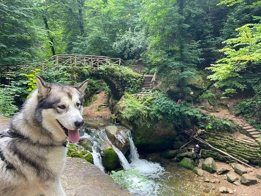 Naiko a rejoint le concours — aidez-le/la à gagner de superbes lots ! carnivore, dog, dog_breed, fluvial_landforms_of_streams, forest, jungle, landscape, mountain_river, natural_landscape, plant, recreation, riparian_zone, sled_dog, spring, stream, temperate_broadleaf_and_mixed_forest, tree, water, watercourse, waterfall