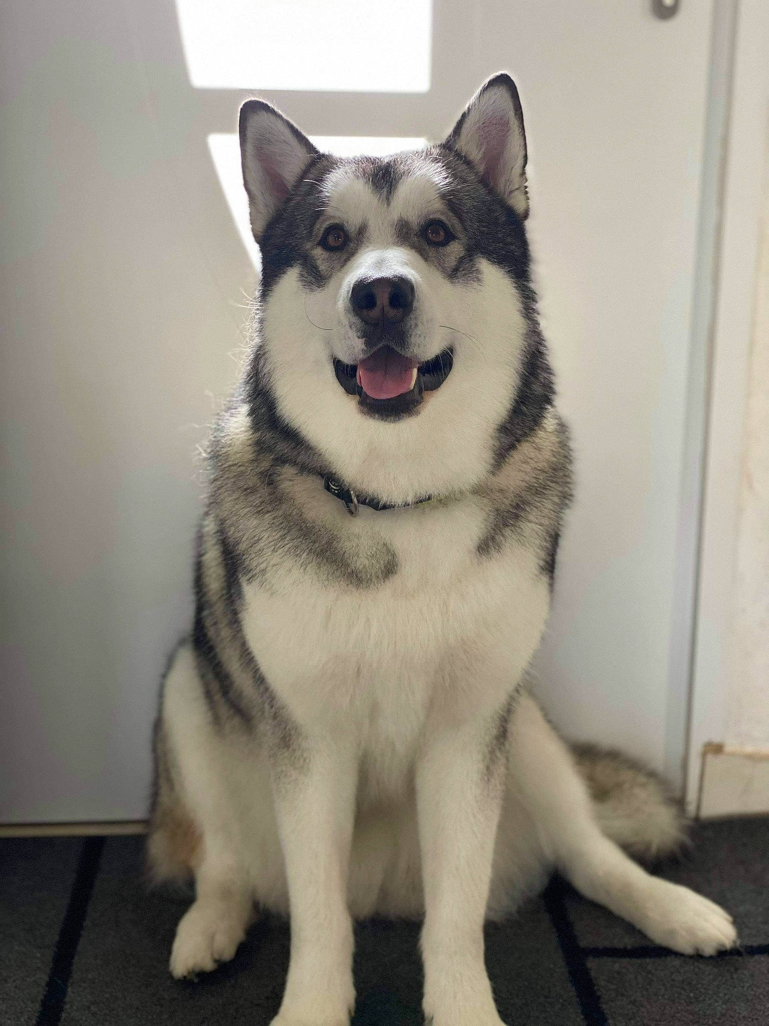 Naiko participe au concours pour gagner de l'argent avec cette photo : ancient_dog_breeds, canidae, carnivore, collar, companion_dog, dog, dog_breed, foot, fur, giant_dog_breed, non_sporting_group, paw, plant, siberian_husky, sled_dog, snout, sporting_group, tail, working_animal, working_dog