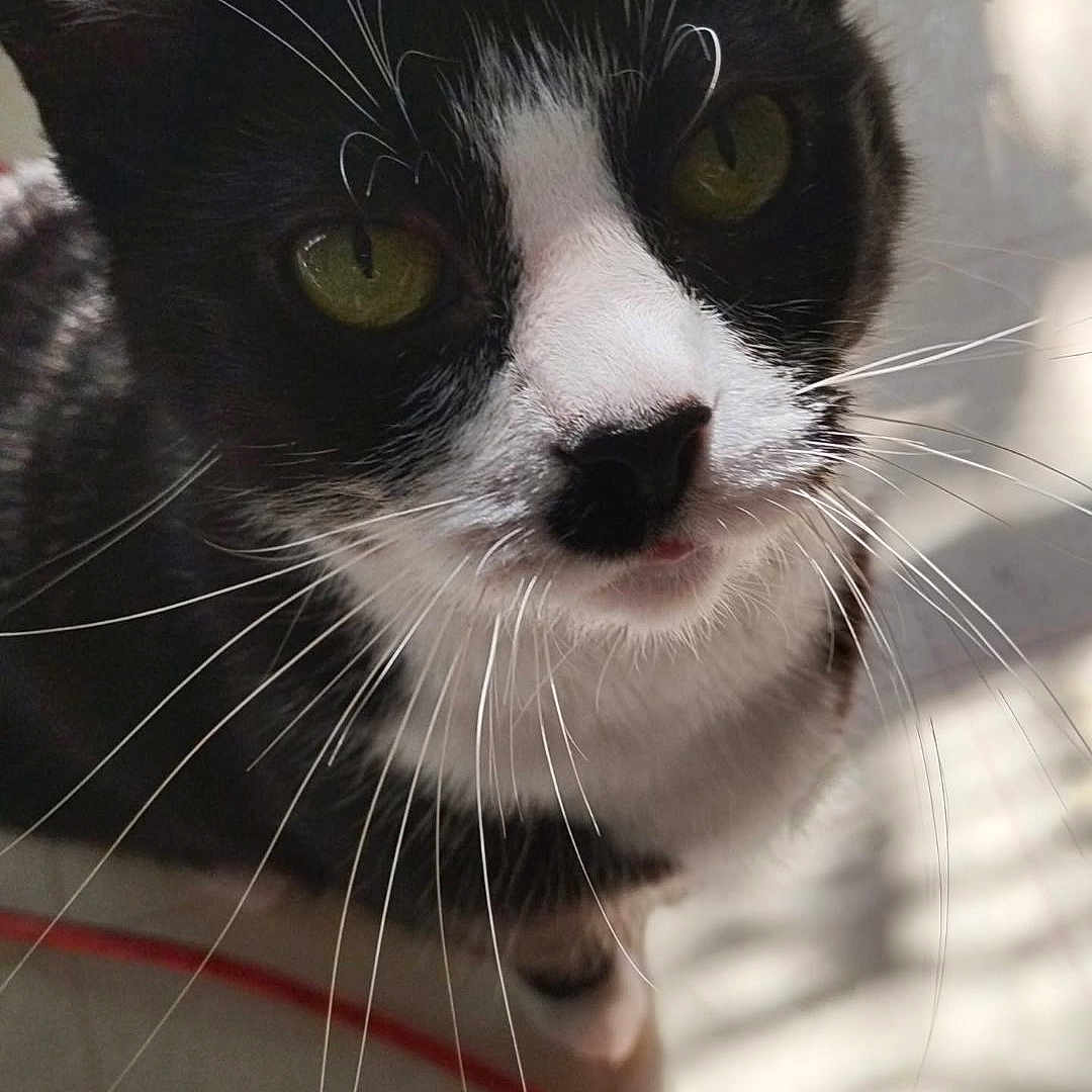 Whiskey is registered to the contest to win money with this photo: cat, black_and_white, whiskers, green_eyes, curious, pet, indoor, floor, shadow, cable, animal, feline, close_up, looking_up, domestic, cute, fur, portrait, sunlight, home