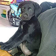 Lola a rejoint le concours — aidez-le/la à gagner de superbes lots ! animal, background, black_dog, couch, cozy, curious, cute, dog, domestic_animal, face, fur, home, indoor, looking, paw, pet, puppy, sitting, table, young_dog