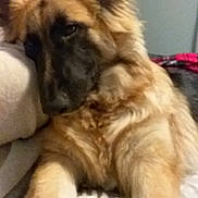 Nahla is registered to the contest to win money with this photo: dog, german_shepherd, pet, animal, fur, ears, lying_down, indoor, bed, blanket, relaxed, sleepy, canine, mammal, resting, closeup, companion, domestic, cute, fluffy