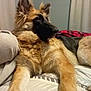 Nahla is registered to the contest to win money with this photo: dog, german_shepherd, pet, animal, fur, bed, blanket, indoor, laying_down, relaxed, ears, muzzle, paw, curtain, comfort, domestic, canine, resting, furniture, side_view