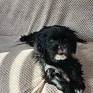 Brioche a rejoint le concours — aidez-le/la à gagner de superbes lots ! dog, small_dog, black_and_white, long_hair, fluffy, sitting, lying_down, couch, indoor, pet, animal, portrait, sunlight, shadow, textured_fabric, white_markings, dark_fur, tooth, funny_expression, home