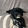 dog, small_dog, black_and_white, long_hair, fluffy, sitting, lying_down, couch, indoor, pet, animal, portrait, sunlight, shadow, textured_fabric, white_markings, dark_fur, tooth, funny_expression, home
