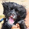 Brioche participe au concours pour gagner de l'argent avec cette photo : puppy, dog, black_dog, fluffy, shaggy, long_hair, tongue_out, panting, happy, playful, small_dog, being_held, close_up, portrait, pet, animal, outdoors, blurred_background, gray_fur, funny_expression