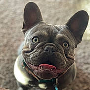 Bluey is registered to the contest to win money with this photo: dog, french_bulldog, pet, animal, smiling, tongue_out, close_up, ears, eyes, collar, indoor, cute, happy, muzzle, portrait, face, fur, domestic_animal, canine, companion