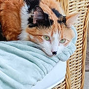 Isis a rejoint le concours — aidez-le/la à gagner de superbes lots ! calico_cat, cat, pet, feline, green_eyes, resting, blanket, soft_texture, wicker_chair, indoor, close_up, cute, fur, animal, relaxing, comfort, home, cozy, portrait, laying_down