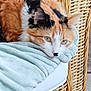 calico_cat, cat, pet, feline, green_eyes, resting, blanket, soft_texture, wicker_chair, indoor, close_up, cute, fur, animal, relaxing, comfort, home, cozy, portrait, laying_down