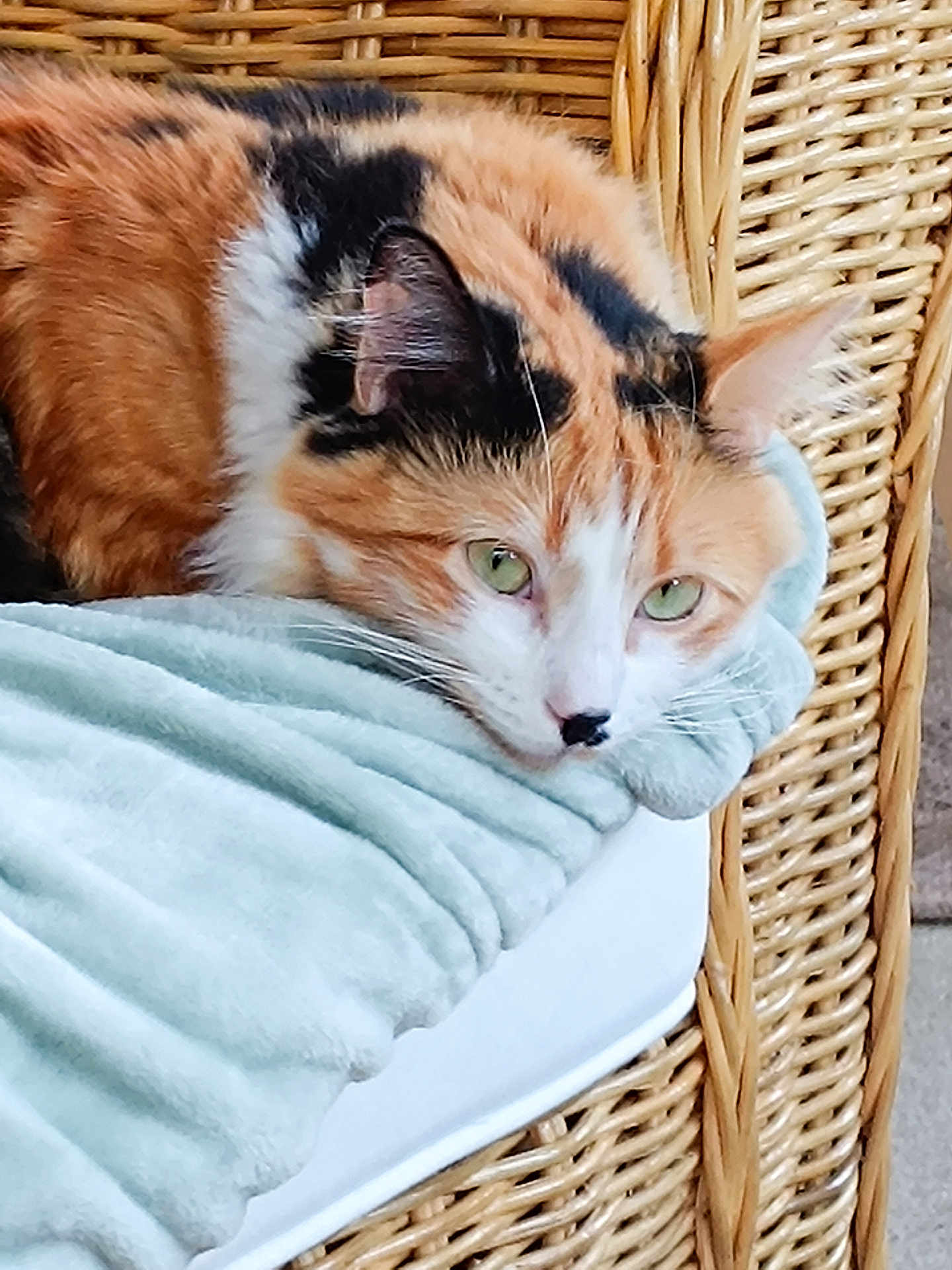 Isis a rejoint le concours — aidez-le/la à gagner de superbes lots ! calico_cat, cat, pet, feline, green_eyes, resting, blanket, soft_texture, wicker_chair, indoor, close_up, cute, fur, animal, relaxing, comfort, home, cozy, portrait, laying_down