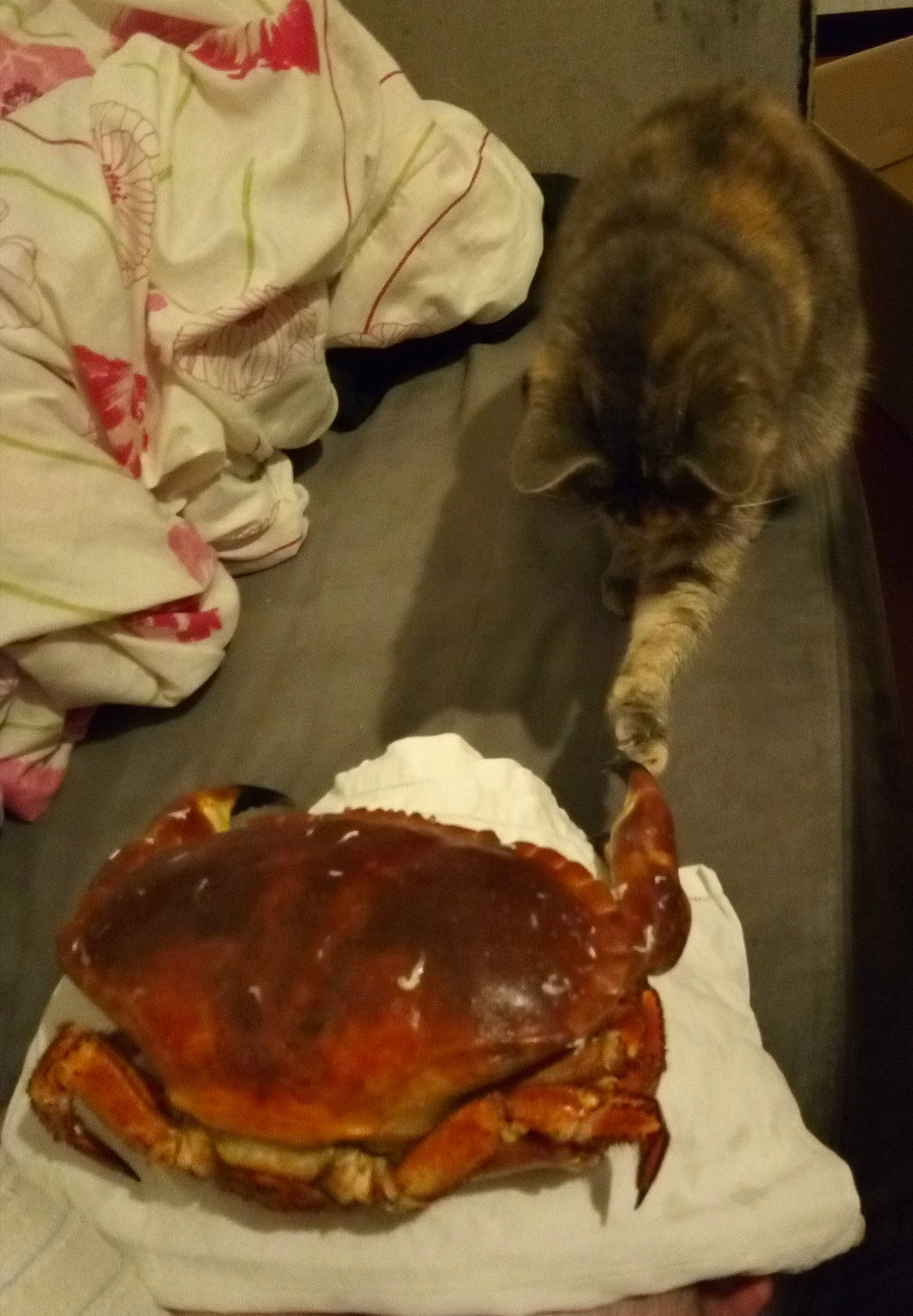 Ma Doudou participe au concours pour gagner de l'argent avec cette photo : cuisine, dish, food, human