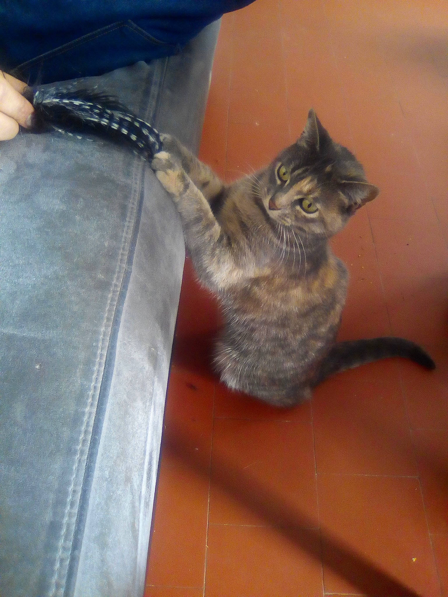 Ma Doudou participe au concours pour gagner de l'argent avec cette photo : carnivore, cat, claw, domestic_short_haired_cat, european_shorthair, felidae, kitten, polydactyl_cat, small_to_medium_sized_cats, tabby_cat, tail, whiskers