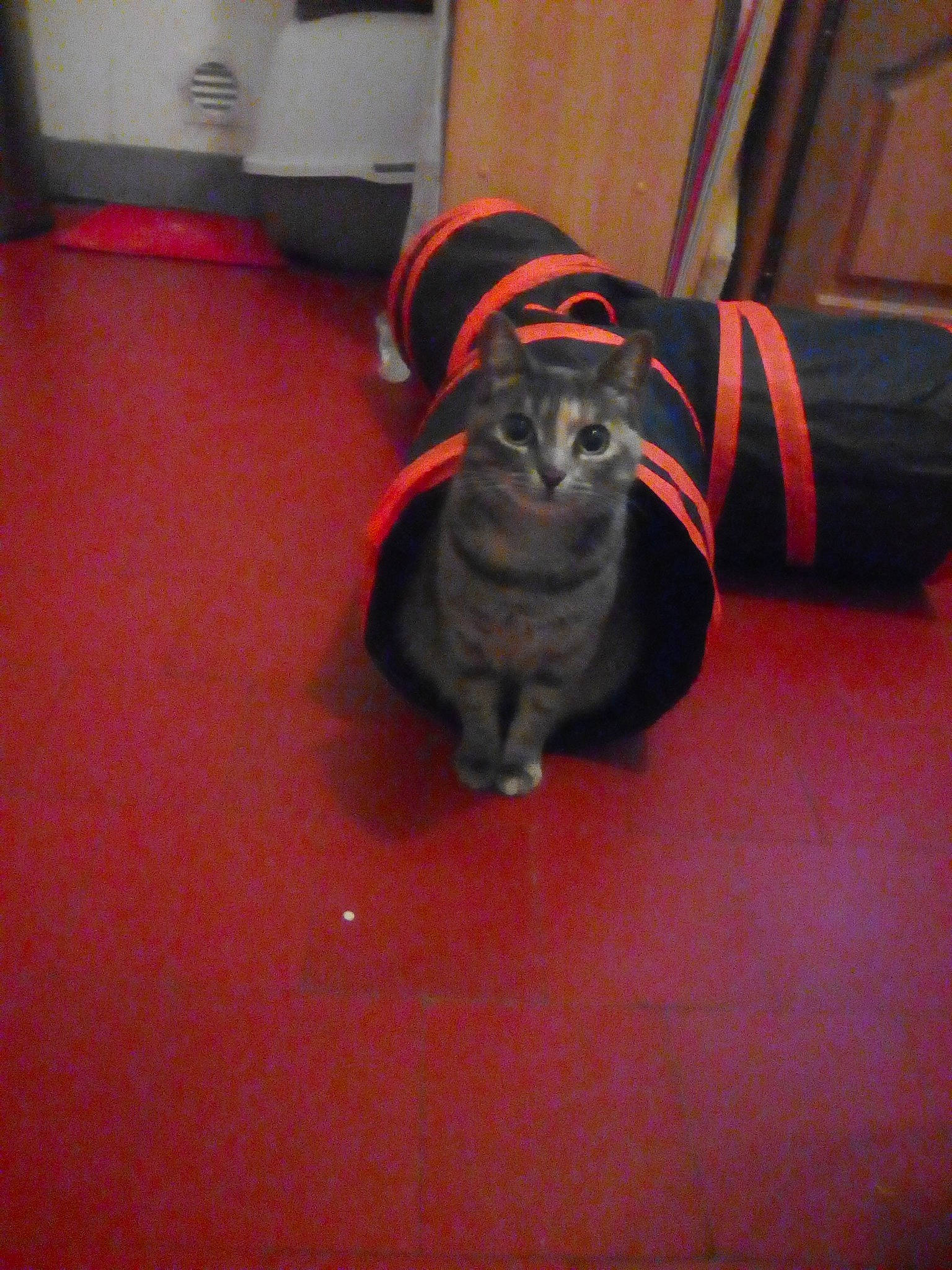 Ma Doudou participe au concours pour gagner de l'argent avec cette photo : american_shorthair, canidae, carnivore, cat, dog_breed, fawn, felidae, floor, flooring, kitten, small_to_medium_sized_cats, snout, tail, whiskers