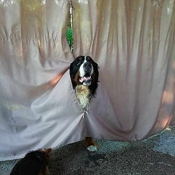 Hooper