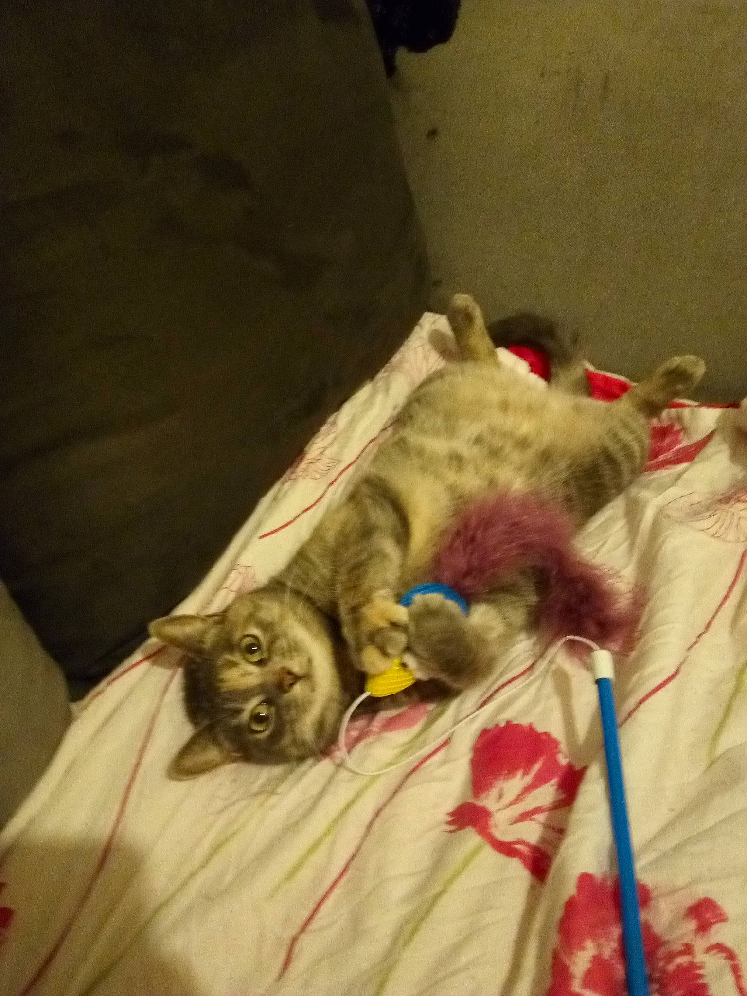 Kaline participe au concours pour gagner de l'argent avec cette photo : carnivore, cat, felidae, kitten, sleep, small_to_medium_sized_cats