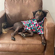 Vincent joined the competition — help win amazing prizes! animal, brown_leather_chair, canine, casual, comfortable, dog, ears, floral_shirt, furniture, hairless_dog, household, indoor, paw, pet, portrait, relaxed, resting, sitting, tail, tropical_pattern