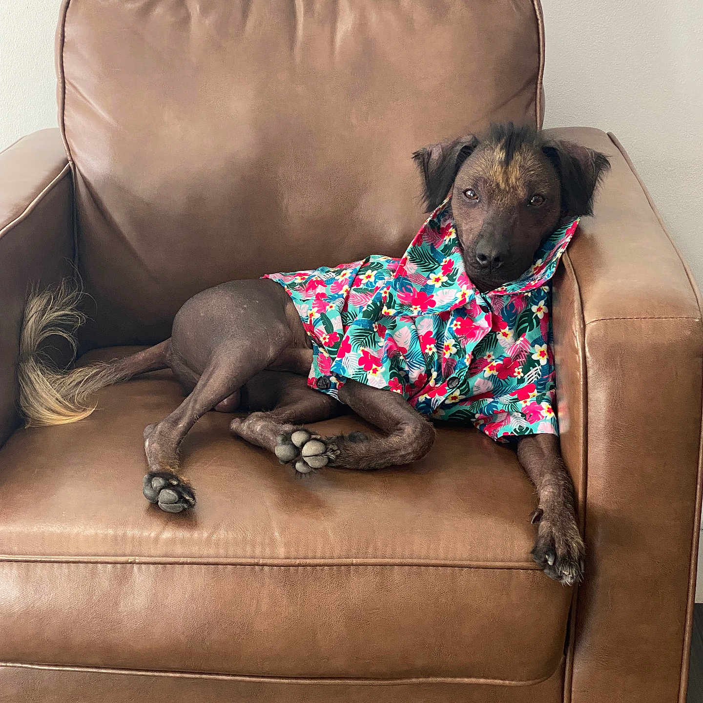 Vincent joined the competition — help win amazing prizes! animal, brown_leather_chair, canine, casual, comfortable, dog, ears, floral_shirt, furniture, hairless_dog, household, indoor, paw, pet, portrait, relaxed, resting, sitting, tail, tropical_pattern