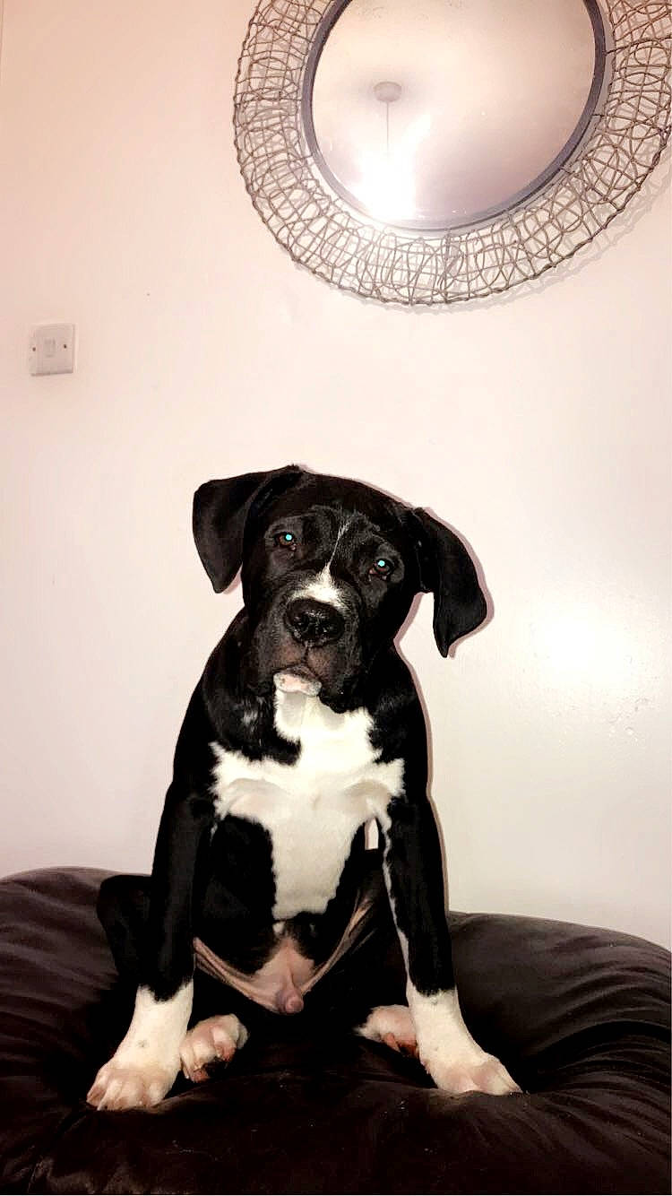 Fydo joined the competition — help win amazing prizes! bored, canidae, carnivore, circle, comfort, companion_dog, dog, dog_breed, fawn, flooring, molosser, non_sporting_group, paw, puppy, sitting, snout, sporting_group, tail, white, working_animal