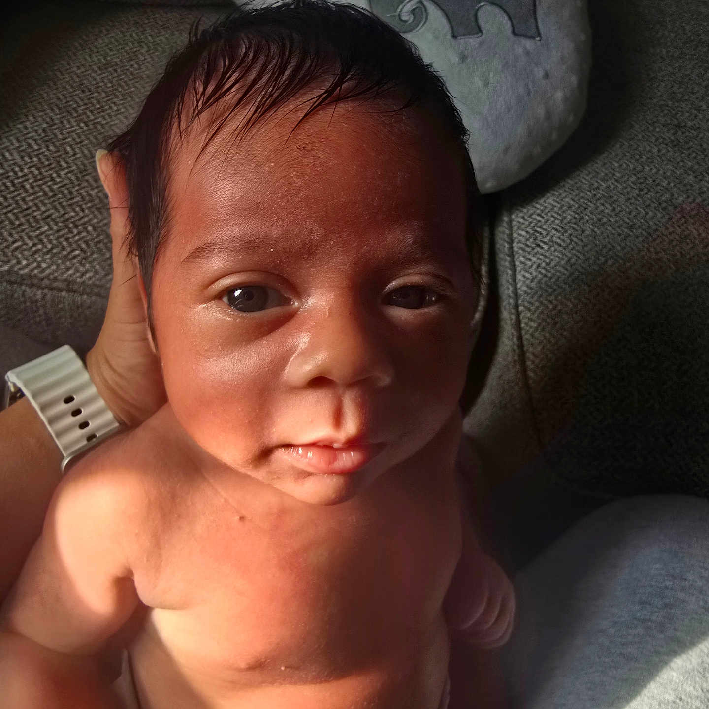 Lexaeus joined the competition — help win amazing prizes! baby, closeup, couch, curious, diaper, elephant, face, hand, indoors, infant, light, newborn, person, pillow, plush, portrait, shadow, skin, soft, support