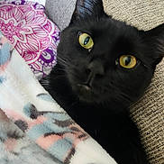 Chili joined the competition — help win amazing prizes! black_cat, cat, pet, indoor, blanket, couch, remote_control, yellow_eyes, cozy, fur, animal, mammal, resting, looking_up, soft_texture, home, comfort, close_up, feline, relaxed