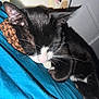 Minnie is registered to the contest to win money with this photo: cat, sleeping, black_and_white, whiskers, pink_nose, blanket, indoor, cozy, feline, pet, animal, closeup, resting, fur, cute, domestic_cat, relaxation, homedecor, soft, calm
