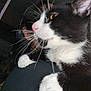 Minnie joined the competition — help win amazing prizes! cat, black_and_white_cat, whiskers, pink_nose, yellow_eyes, close_up, indoor, shoulder, person, dark_background, poster, cartoon, feline, pet, animal, fur, face, cute, domestic_animal, mammal