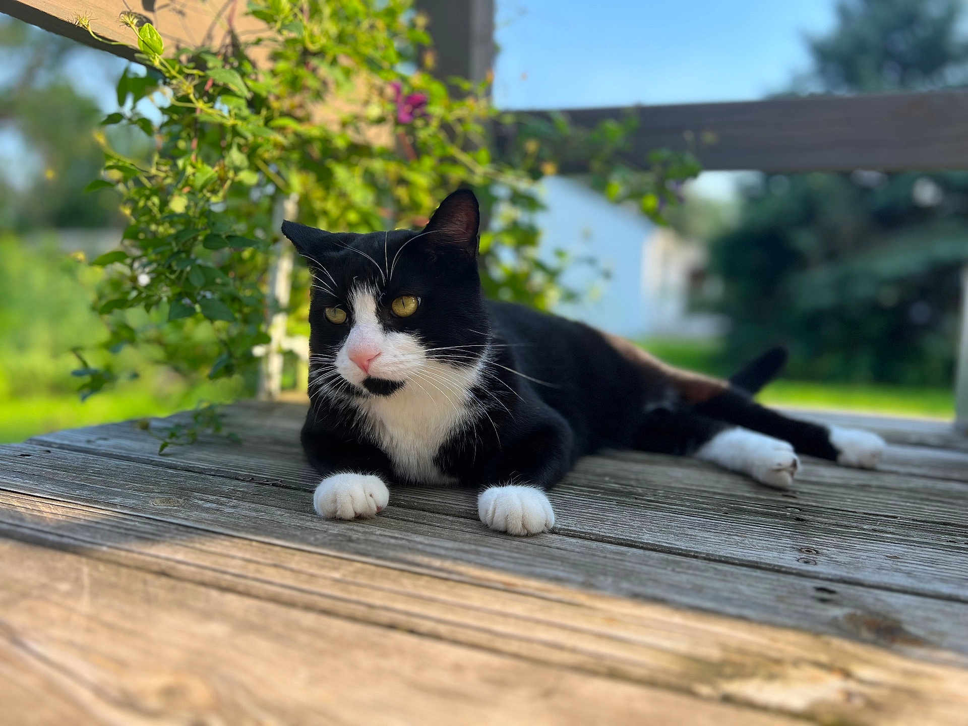 Minnie is registered to the contest to win money with this photo: cat, black_and_white, outdoor, wooden_deck, sunlight, greenery, garden, relaxed, animal, pet, whiskers, feline, paws, nature, daylight, resting, portrait, closeup, domestic_cat, calm