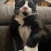 Minnie joined the competition — help win amazing prizes! cat, black_and_white, whiskers, pink_nose, close_up, cushion, indoor, pet, feline, relaxed, fur, animal, mammal, portrait, domestic, cute, paw, laying, eyes, face