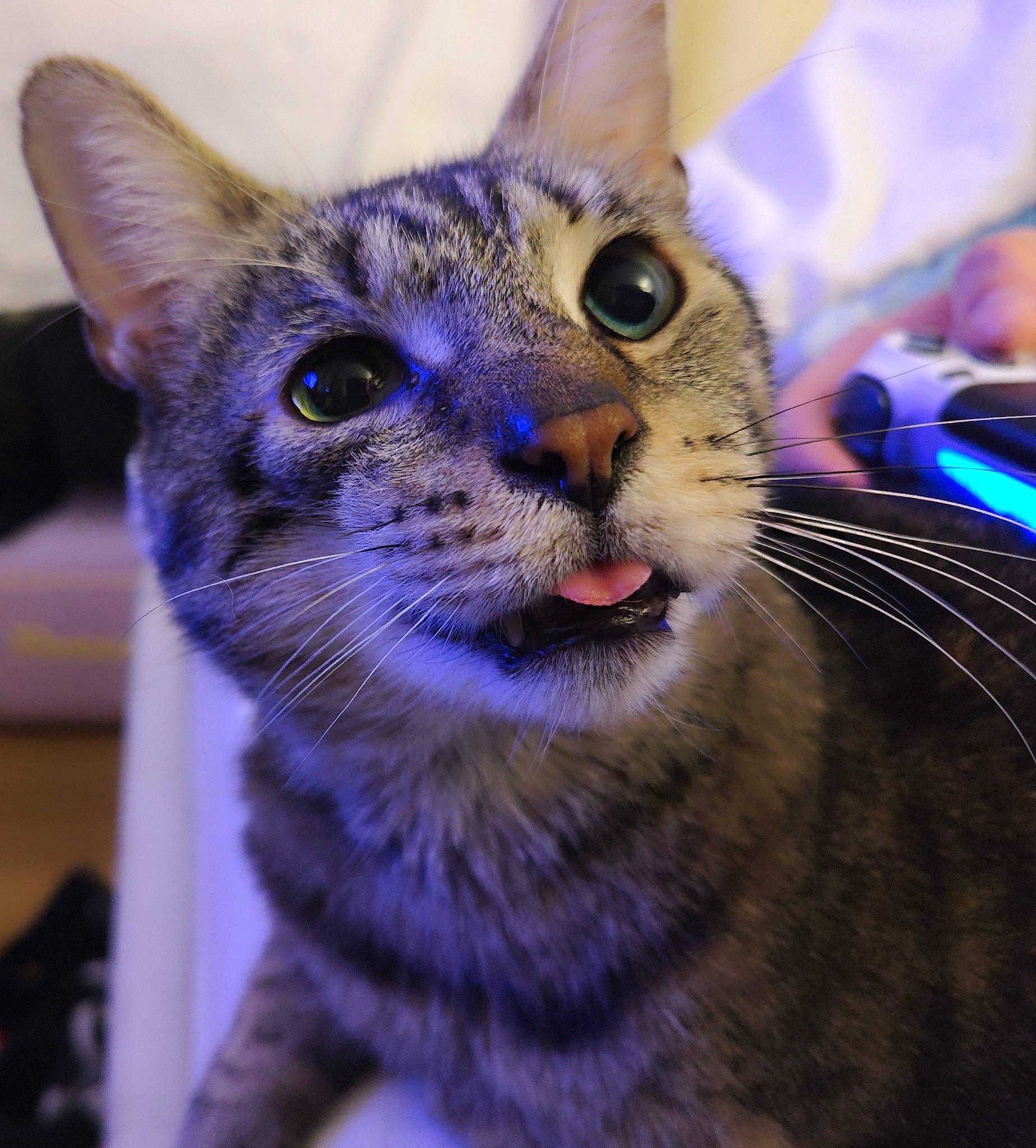 Marcus participe au concours pour gagner de l'argent avec cette photo : carnivore, cat, close_up, domestic_short_haired_cat, ear, electric_blue, eyelash, felidae, fur, pet_supply, small_to_medium_sized_cats, snout, terrestrial_animal, whiskers, wildlife