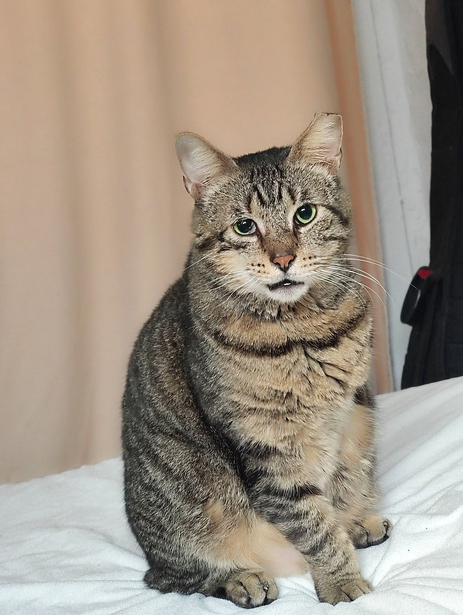 Marcus participe au concours pour gagner de l'argent avec cette photo : carnivore, cat, domestic_short_haired_cat, felidae, fur, grey, paw, sitting, small_to_medium_sized_cats, snout, terrestrial_animal, whiskers, window