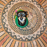 Ruby joined the competition — help win amazing prizes! dog, pet, small_dog, green_sweater, indoor, carpet, patterned_rug, looking_up, cute, animal, floor, domestic_animal, tiny, black_and_tan, ears, snout, eyes, fur, sitting, home