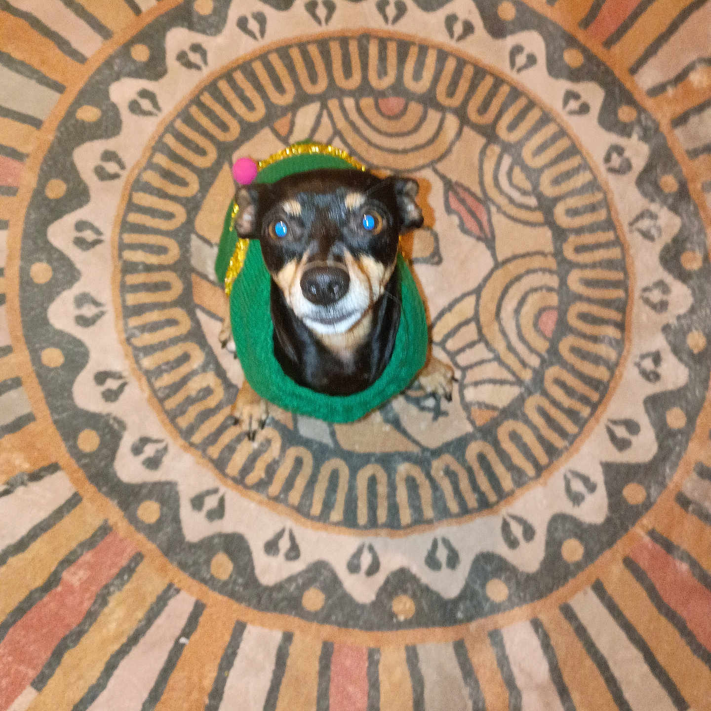 Ruby joined the competition — help win amazing prizes! animal, black_and_tan, carpet, cute, dog, domestic_animal, ears, eyes, floor, fur, green_sweater, home, indoor, looking_up, patterned_rug, pet, sitting, small_dog, snout, tiny