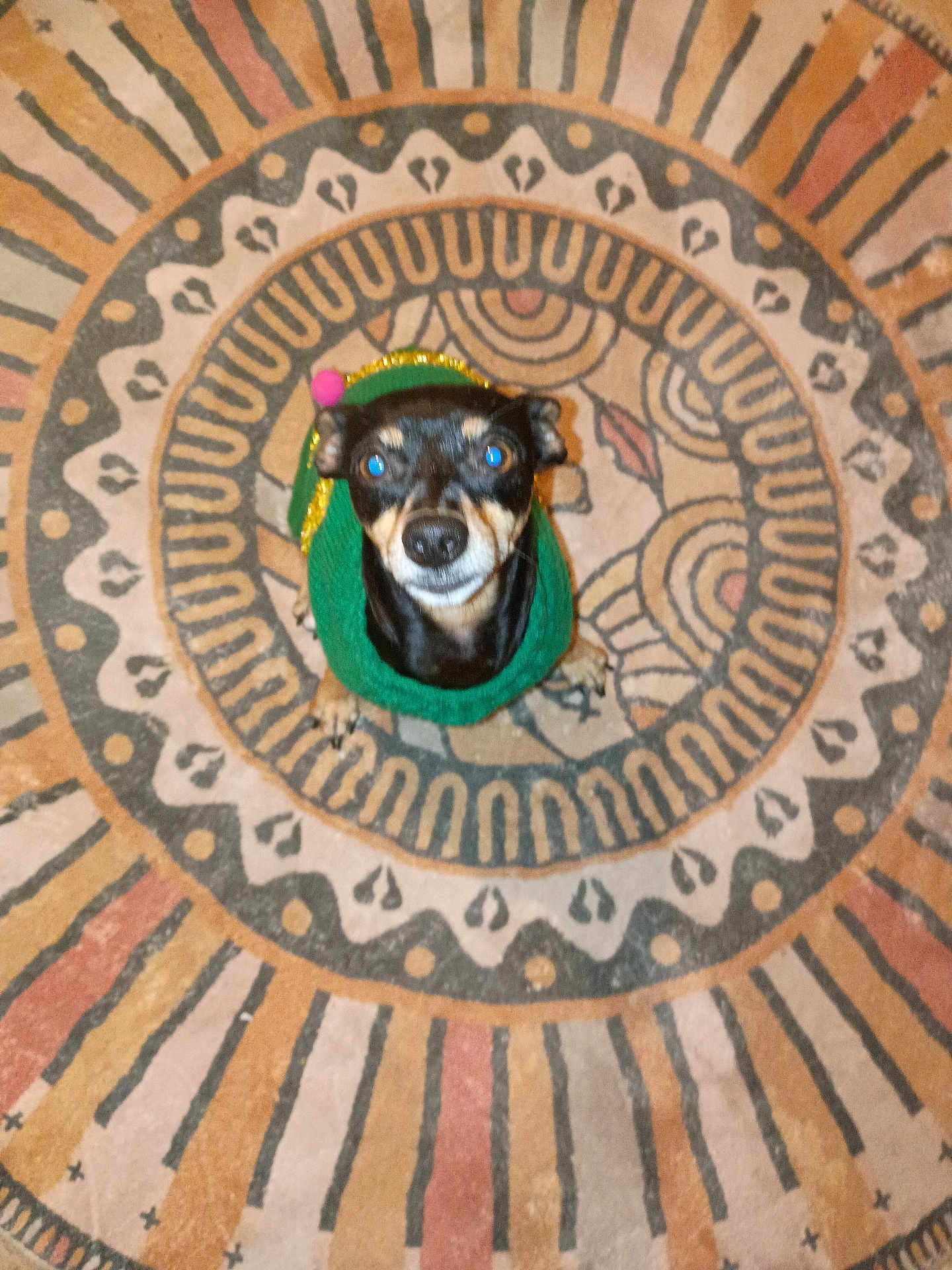 Ruby joined the competition — help win amazing prizes! dog, pet, small_dog, green_sweater, indoor, carpet, patterned_rug, looking_up, cute, animal, floor, domestic_animal, tiny, black_and_tan, ears, snout, eyes, fur, sitting, home